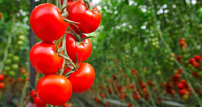 tomatoes growing on a vine