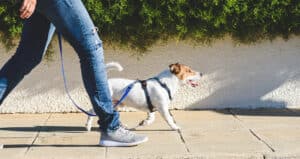 person walking with dog on leash